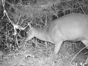 Levantamento de Fauna Ambient