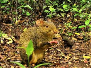 Levantamento Fauna Ambient