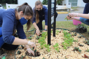 meninas plantando site